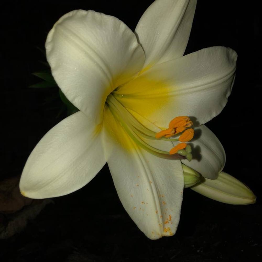 Meet your Posher, Misty